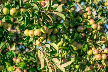 Apple tree with apples on the branch in sunny day, blue sky, summer time