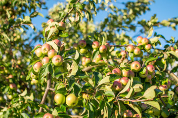 Apple tree with apples on the branch in sunny day, blue sky, summer time