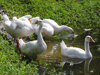 Flock of white geese at the pond in Kochi, Kerala, India