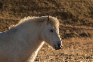White icelandic horse on pasture. Autumn, Iceland