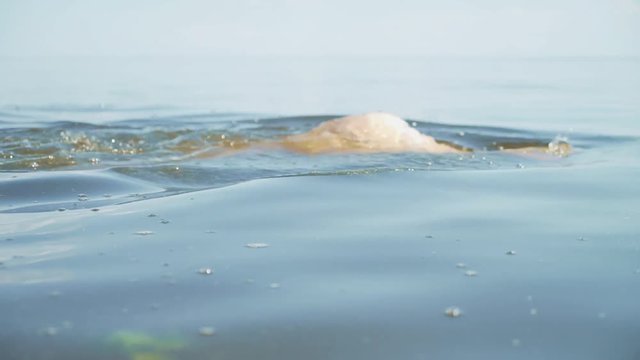 nude slim blond woman swims in lake transparent water alone diving and emerging from water with ripples slow motion