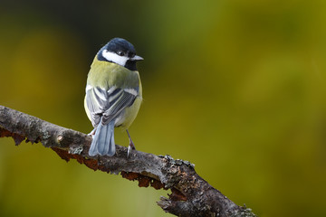 Great tit