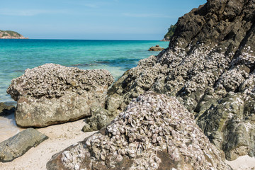 Shellfish on stone a seashore, Crassotrea commer cialis