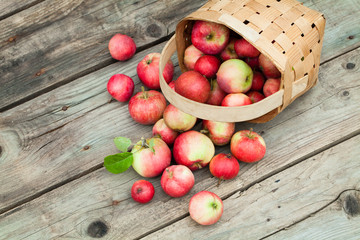 red Apples in pottle on wooden background