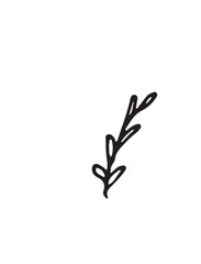 Hand-drawn sketch of a plant, isolated on white background. Abstract summer Vector illustration.