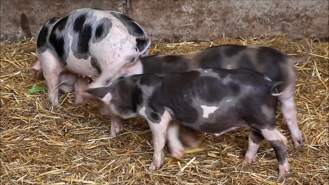 small pigs in straw