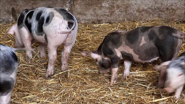 small pigs in straw