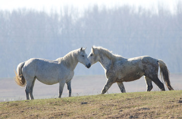 Obraz na płótnie Canvas Two white horses on the meadow