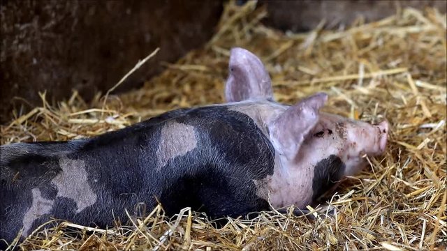 small pig lies  in straw