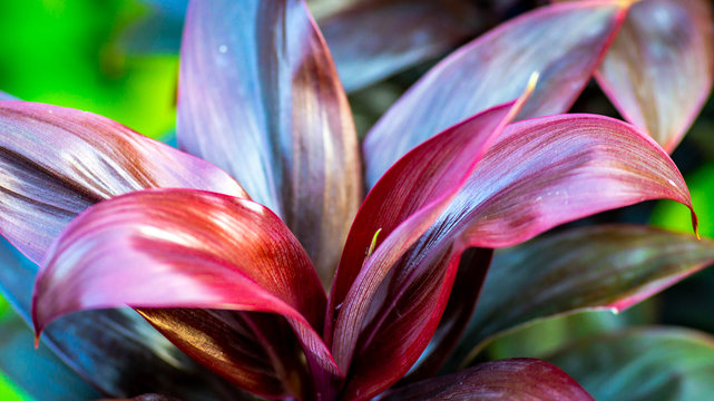 Closeup Of Red Cordyline Compacta Leaves. This Plant Can Be Used As Focal Point In The Garden