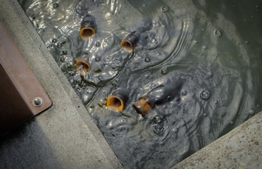 Fish opening mouths in a pond
