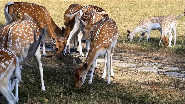 herd of  fallow deer on meadow