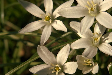 early white spring flowers in the garden