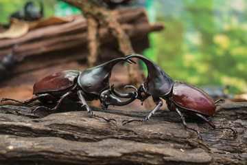 grubs fight in forest with wood and leaves