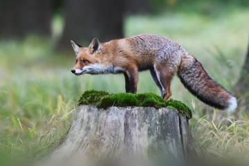 Red fox on stump