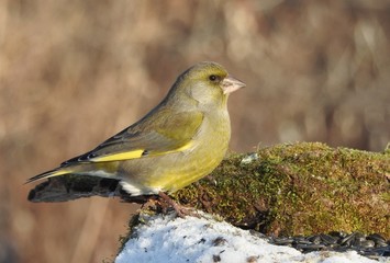 bird