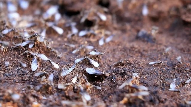 flying ants macro