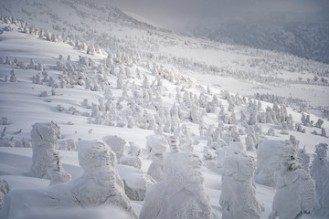 八甲田山の数多くの樹氷