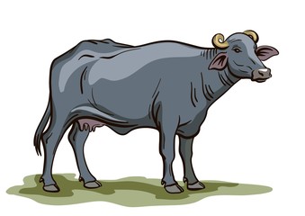 black buffalo pattern on white background - 256645548