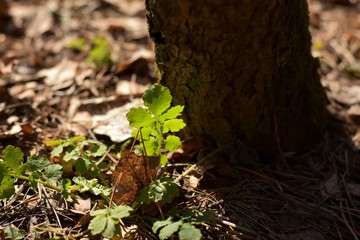 Green fresh spring sprout at the trunk of a tree with selective focus and sunlight on the backdrop. The first spring plants growing in the pine forest on blurred background.