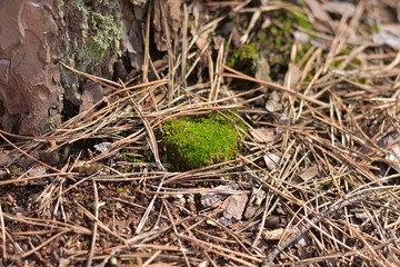 Stub of green fresh moss in dry pine needles at the spring forest. Beautiful green fluffy moss with selective focus and brown textured pine trunk on background.