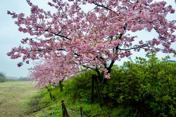 Early Blooming Cherry Blossoms Taken in Japan Name is Kawazu Cherry Blossoms