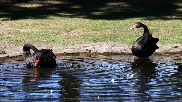 two black swans in a pond cleaning itself,  Cygnus atratus