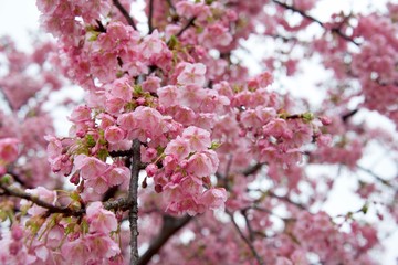 Early Blooming Cherry Blossoms Taken in Japan Name is Kawazu Cherry Blossoms
