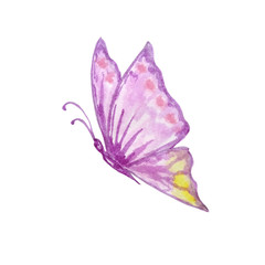 Fototapeta na wymiar watercolor purple butterfly