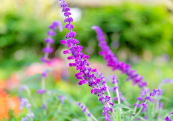 Purple flowers of Mexican Sage
