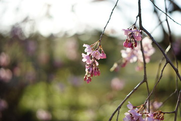 日本の桜