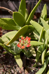 Crassula perfoliata