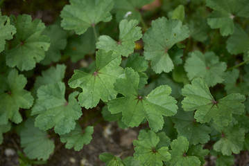Malva sylvestris