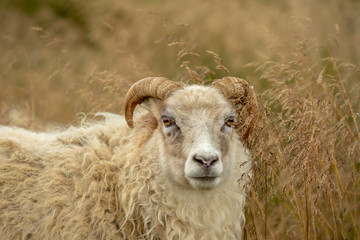 Close up portrait of a white sheep standing in tall grass in Iceland