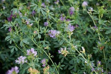 Medicago sativa