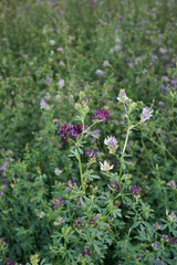 Medicago sativa