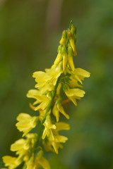 Melilotus officinalis