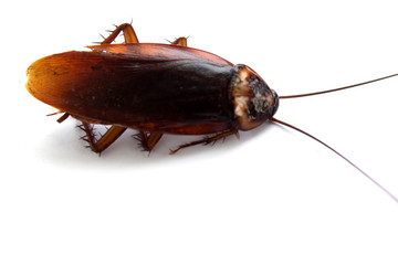 cockroach isolated on white background