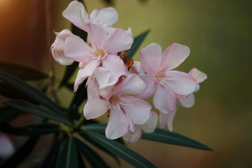 Pink oleander on a green background