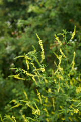 Melilotus officinalis