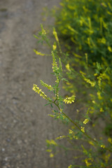 Melilotus officinalis