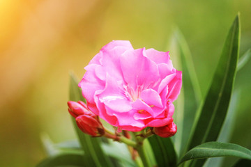 Pink oleander on a green background