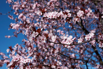 Prunus cerasifera nigra