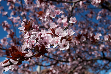 Prunus cerasifera nigra
