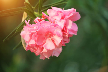 Obraz premium Pink oleander on a green background