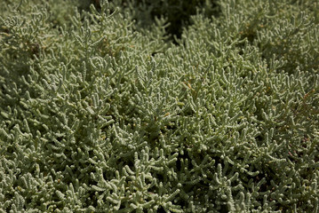 Santolina chamaecyparissus