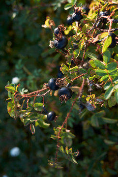 Rosa Pimpinellifolia