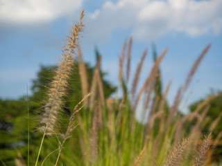 Beautiful wild grass and blue sky