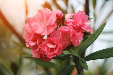 Pink oleander on a green background