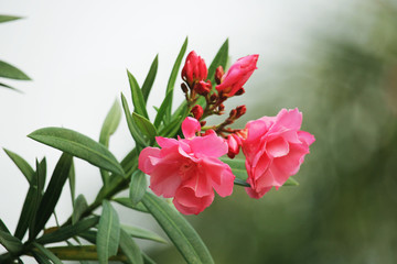 Pink oleander on a green background